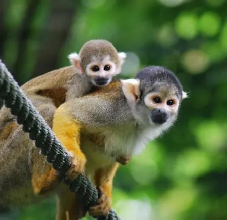 Le De Constance * Civaux